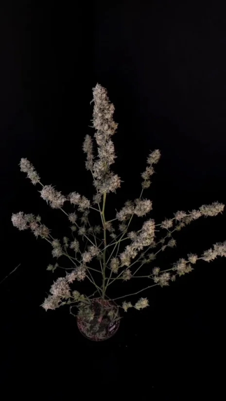 Fast Buds Biji Ganja BubbleGum Auto