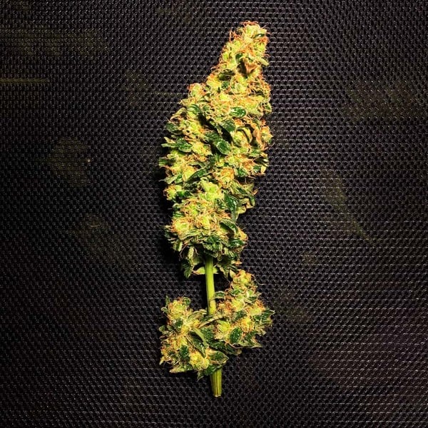 Royal Queen Seeds Seminte de Cannabis Blue Mystic Feminizate