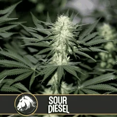 Blimburn Seeds Hanfsamen Sour Diesel Feminisiert