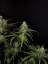 Fast Buds Sjemenke konoplje Sour Diesel Auto