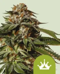 Royal Queen Seeds Kanepiseemnete erikuninganna nr 1 auto