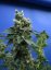 T.H.Seeds™ Cannabisfrø SAGE™'n Sour, 5+1 pakke, almindelig