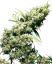 Sensi Seeds Semințe de canabis Jamaican Pearl® feminizate, 3-10 buc.