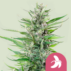 Royal Queen Seeds Seminte de Canabis Fat Banana Feminizate