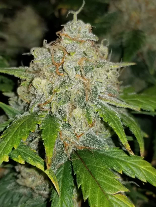 Fast Buds Biji Ganja Zkittlez Auto