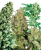 Sensi Seeds Cannabis Seeds Indoor Mix® Regular, 25 db