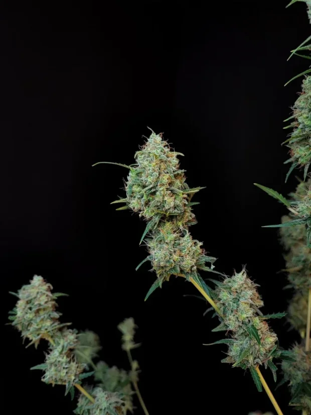 Fast Buds Насіння канабісу Jack Herer Auto