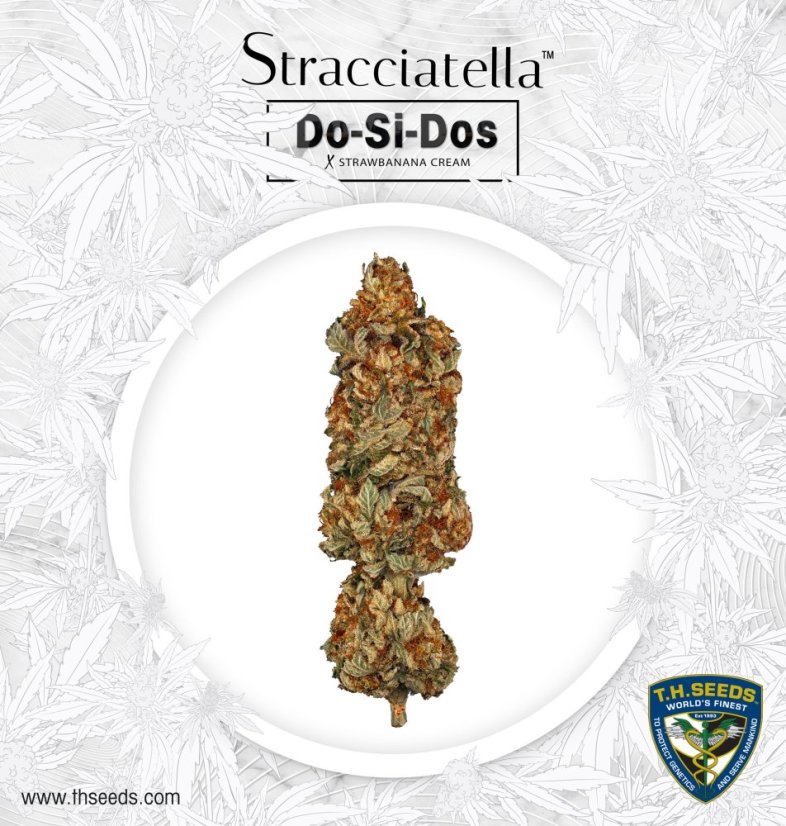 T.H.Seeds™ Cannabis Seeds Stracciatella™, 6+1 specialpakke, feminiseret