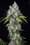 T.H.Seeds™ Graines de cannabis Underdawg™, paquet de 5+1, féminisées