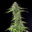 Royal Queen Seeds Seminte de canabis Blue Cheese feminizate