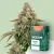 Canntropy Seeds Critical Jack (Feminized)