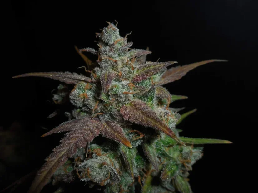 Fast Buds Sjemenke konoplje Limun AK Auto