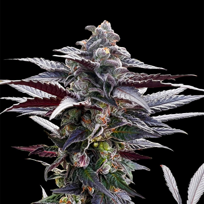 Silent Seeds Seminte de Cannabis Pink Sunset By Sherbinskis Feminizate