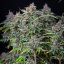 Royal Queen Seeds Cannabisfrön Do-si-dos Auto