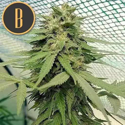 Blimburn Seeds Kanepiseemned Chemdog #4 Feminiseeritud