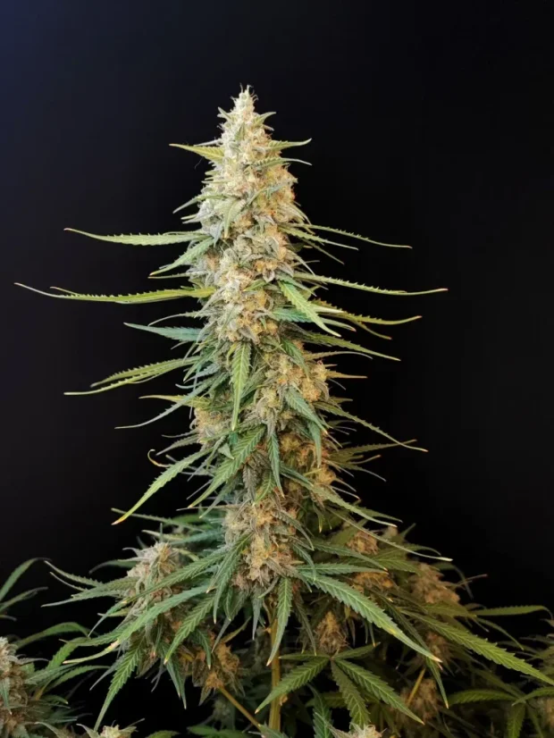 Fast Buds Sjemenke Kanabisa Sour Diesel Auto