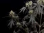 Fast Buds Насіння канабісу Pound Cake Auto