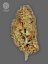 The Bulldog Seeds TB Amnesia Feminized, 3 ir 5 vnt