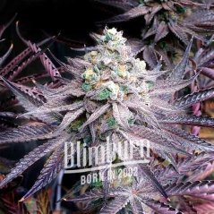 Blimburn Seeds Cannabisfrø Peanut Butter Breath Feminiseret