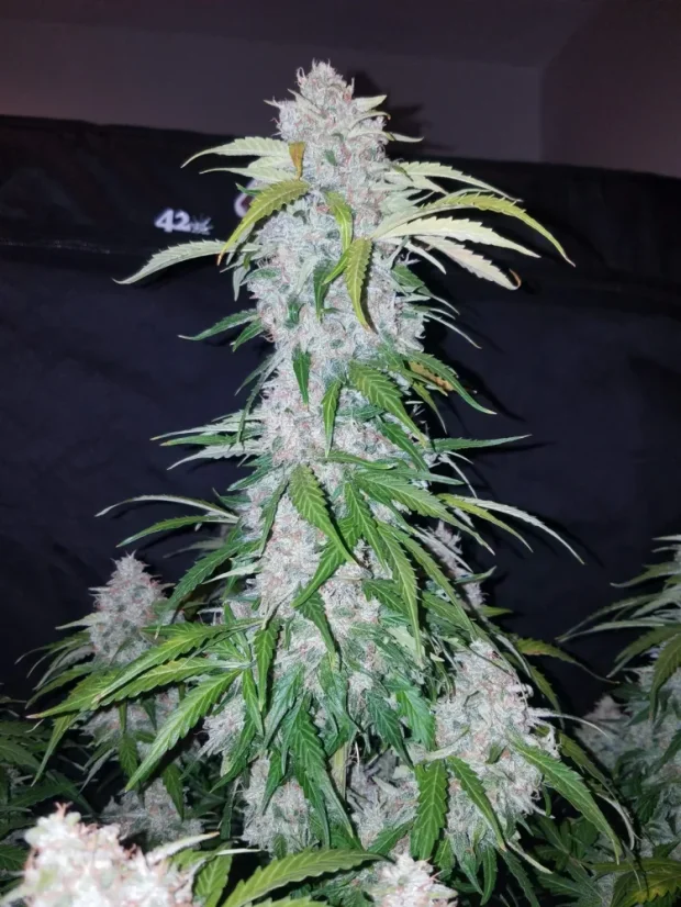 Semințe de Cannabis Fast Buds Six Shooter Auto