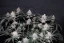 Fast Buds Sjemenke konoplje Tropicana Cookies FF