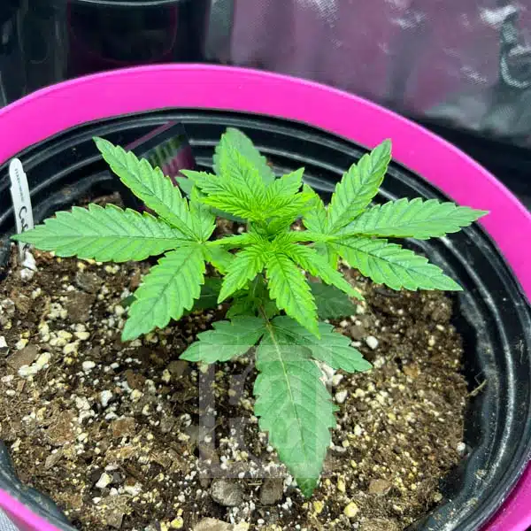 Blimburn Seeds Semi di Cannabis Cafe Racer Femminizzati