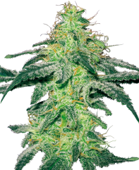 Sensi Seeds Semi di Cannabis White Skunk Femminizzati di White Label, 3-10 pz