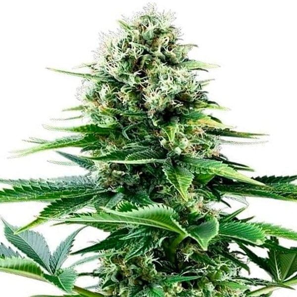 Royal Queen Seeds Seminte de canabis Power Flower feminizate