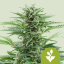 Royal Queen Seeds Seminte de canabis Easy Bud Auto
