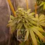 Blimburn Seeds Semena konoplje Grizzly Purple Kush Feminized