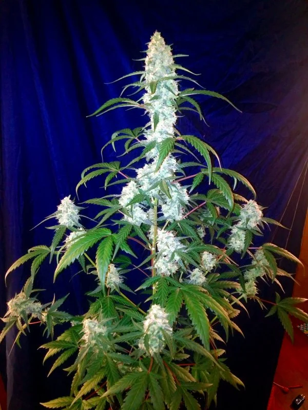 Fast Buds Cannabis Seeds West Coast O.G. Auto