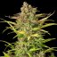 Royal Queen Seeds Seminte de canabis Sweet ZZ Auto