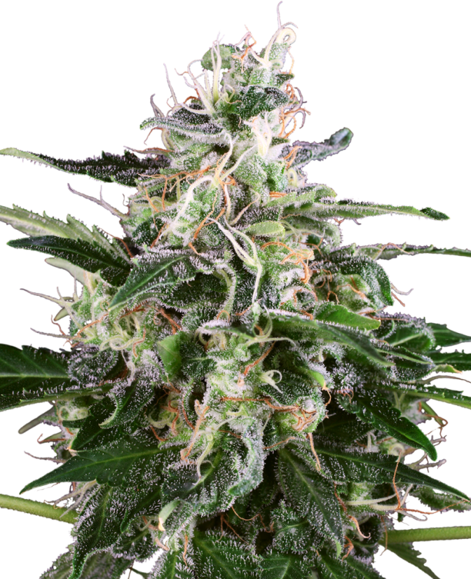 Sensi Seeds Seminte de canabis White Skunk Automatic feminizate de White Label, 3-10 buc.