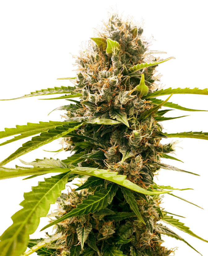 Sensi Seeds Seminte de canabis Mandarin Punch feminizate, 3-10 buc