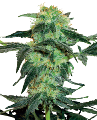 Sensi Seeds Semi di Cannabis White Ice Femminizzati di White Label, 3-10 pz