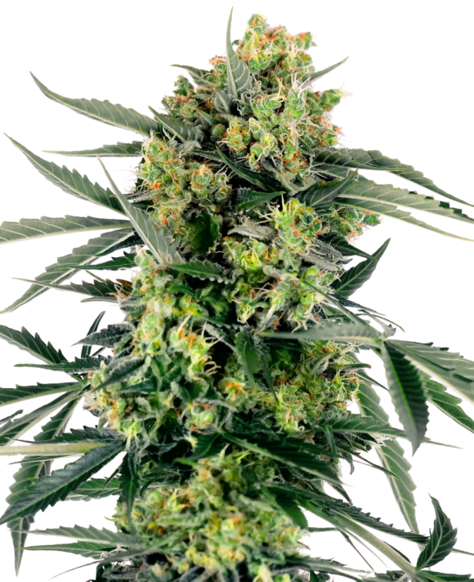Sensi Seeds Seminte de canabis Blueberry Zkittlez Automatic Feminizate, 3-10 buc