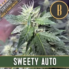 Blimburn Seeds Semillas de cannabis Sweety Auto