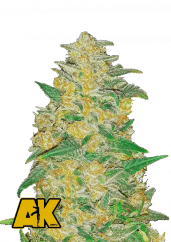 Semințe de Cannabis Fast Buds AK Auto