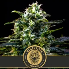 Blimburn Seeds Semena konoplje Mamba Negra Feminized