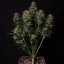 Doctor´s Choice Semințe Lowryder regulate (IBL) Auto Regular