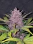 Fast Buds Cannabis Seeds Blackberry Auto