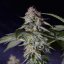 Silent Seeds Seminte exotice de canabis Cookielato feminizate