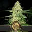 Blimburn Seeds Semena konoplje Original Clon Feminized