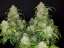 Fast Buds Biji Ganja Zkittlez Auto