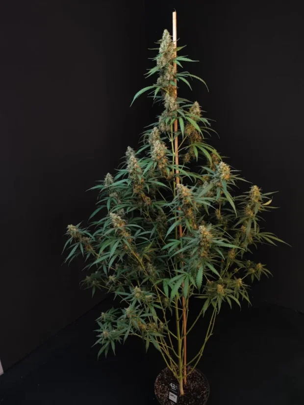 Fast Buds Sjemenke Kanabisa Cheese Auto
