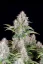 Fast Buds Sjemenke konoplje Pepeljuga Auto