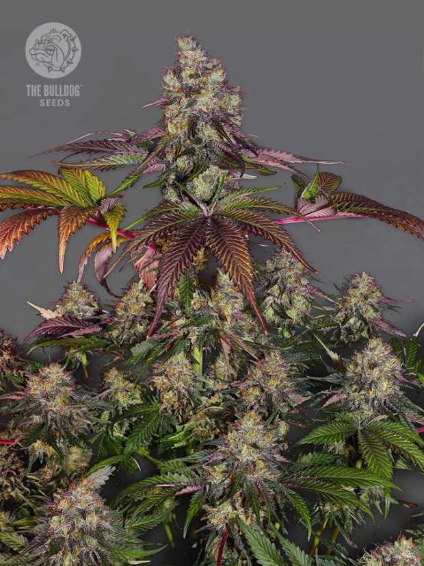 The Bulldog Seeds The Bulldog Gelato 17 feminizované, 3 a 5 ks