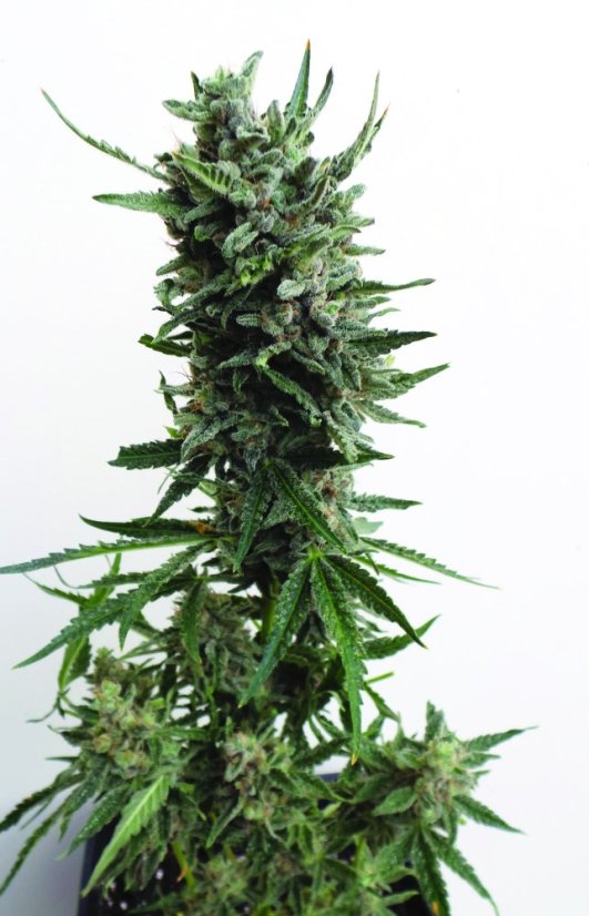 T.H.Seeds™ Seminte de canabis Auto Critical HOG™, pachet 5+1, feminizate