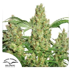 Dutch Passion Seminte de canabis Power Plant® feminizate