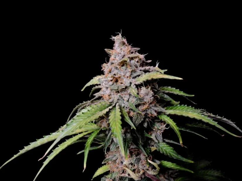 Fast Buds Semi di Cannabis Amnesia Zkittlez Auto